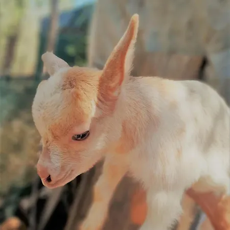 אוהל מפואר Parque Da Mina *
